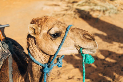 Camel sitting on sand