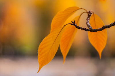 Close-up of yellow leaf