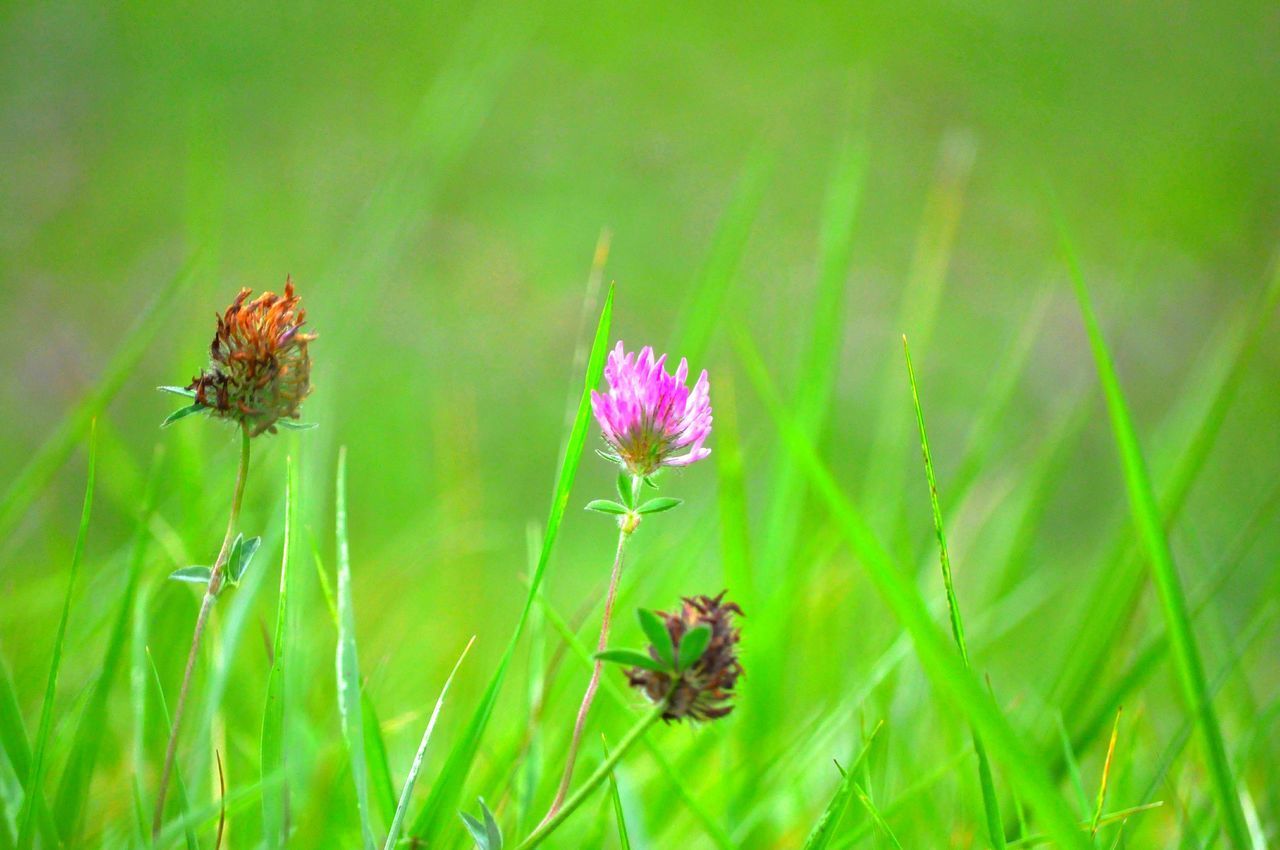 CLOSE-UP OF HONEY BEE ON FLOWER