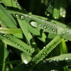 Close-up of water drops on blade of grass