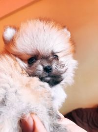 Close-up of hand holding puppy