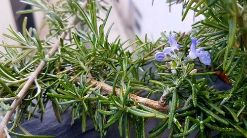 Close-up of plants