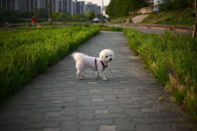 View of a dog on footpath