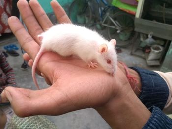 Close-up of hand holding cat