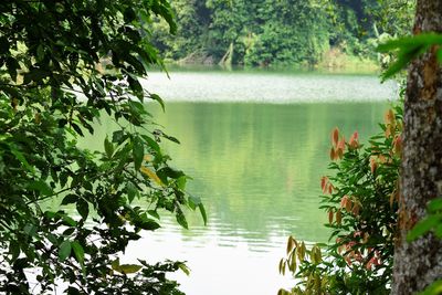 Plants growing by lake