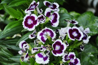 Close-up of purple flowers blooming in garden