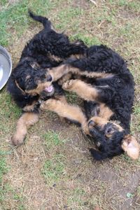 High angle view of dog on grass