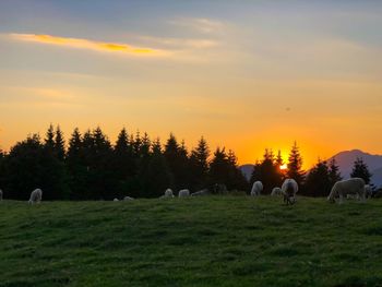 Horses grazing in field during sunset