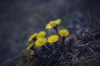 Close-up of yellow flowering plant on land