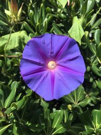 Close-up of flower blooming outdoors