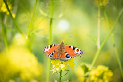 Close-up of butterfly pollinating on flower