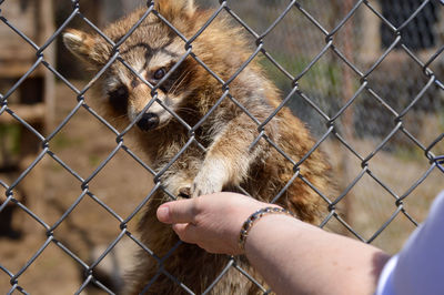 Close-up of hand holding chainlink fence in zoo