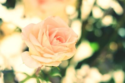 Close-up of rose blooming outdoors