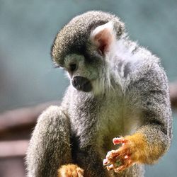 Close-up of squirrel monkey