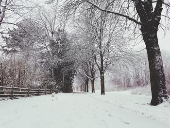 Bare trees on snow covered landscape