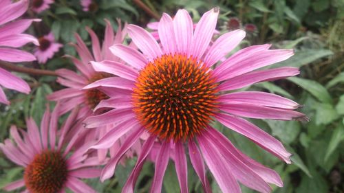 Close-up of pink flower