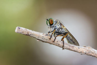 Close-up of fly on twig