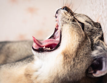 Purebred kitten british chinchilla with straight ears opened his mouth and yawns, close up