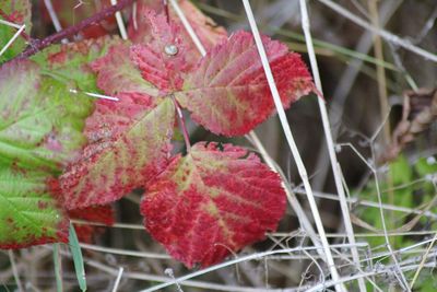 Close-up of autumnal leaves