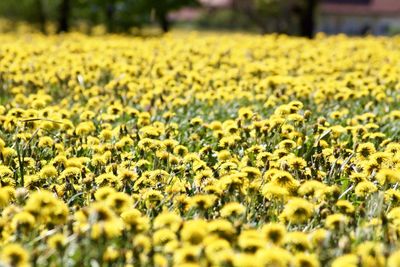 Close-up of yellow sunflower field