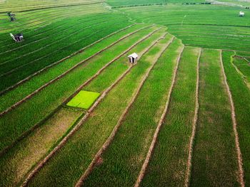 Aerial panorama of agrarian rice fields landscape like a terraced rice fields ubud bali indonesia