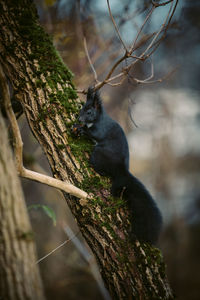 View of cat sitting on tree trunk