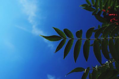 Low angle view of leaves against blue sky