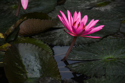 Lotus water lily in pond