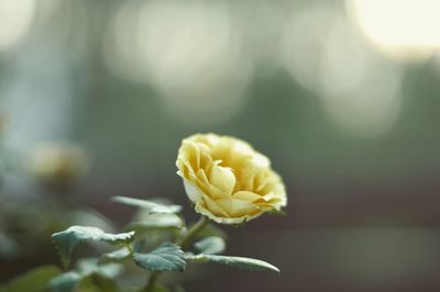 Close-up of white flowering plant