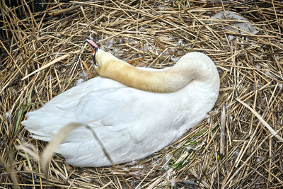 High angle view of bird on field