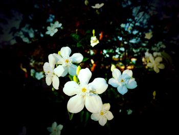 Close-up of white flowers blooming on tree