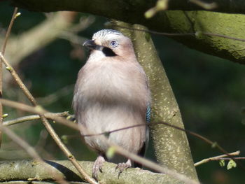 Close-up of bird perching on branch