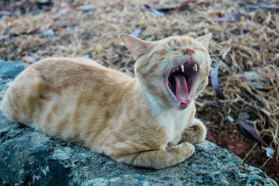 Close-up of cat yawning while resting on rock