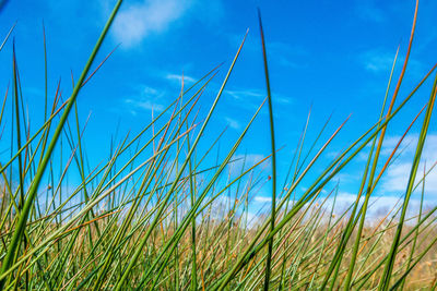 Close-up of stalks against blue sky