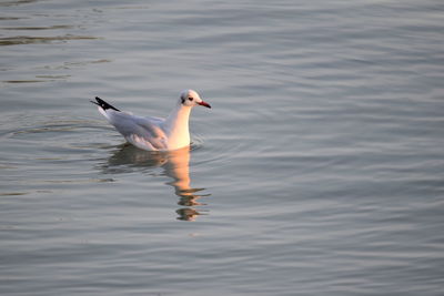 View of duck swimming in lake