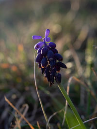 Close-up of purple flowering plant
