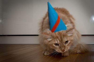 Close-up portrait of a cat wearing party hat