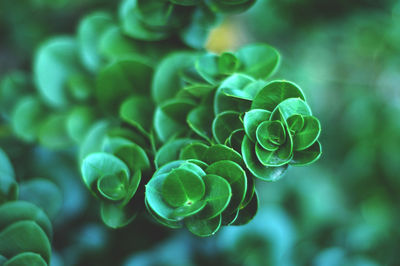 Close-up of green leaves