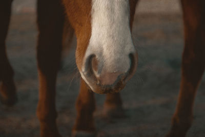 Close-up of a horse