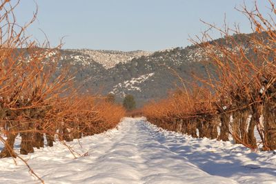 Snow covered field against clear sky