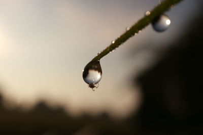 Close-up of wet plant against sky