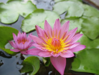 Close-up of pink lotus water lily in pond