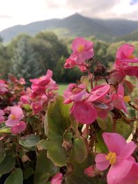 Close-up of pink flowers