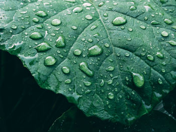 Close-up of raindrops on leaves