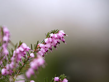 Close-up of purple pollinating flower