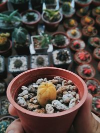 Close-up of bowls in bowl