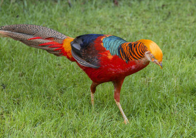 View of parrot on field