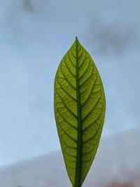 Close-up of plant against sky
