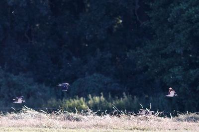 Bird flying over a field