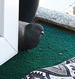 Close-up of birds